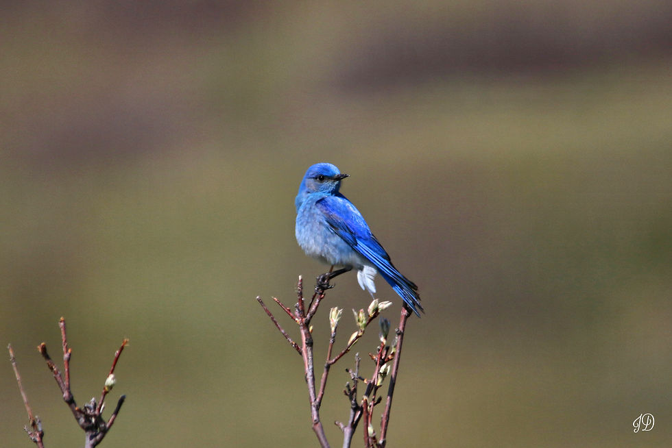 Mountain Bluebird
