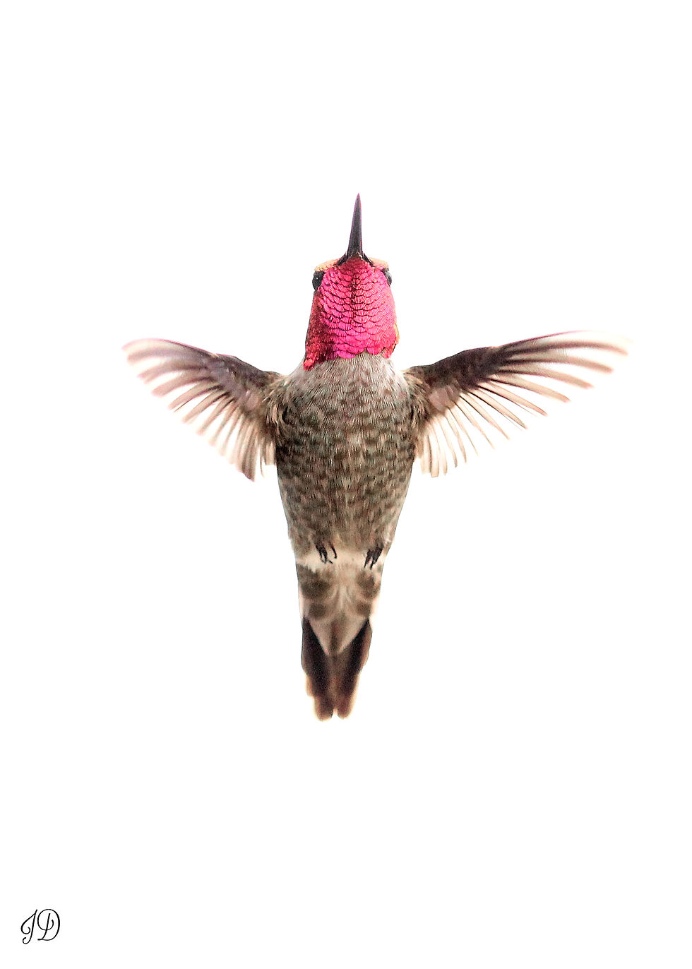 Anna's hummingbird