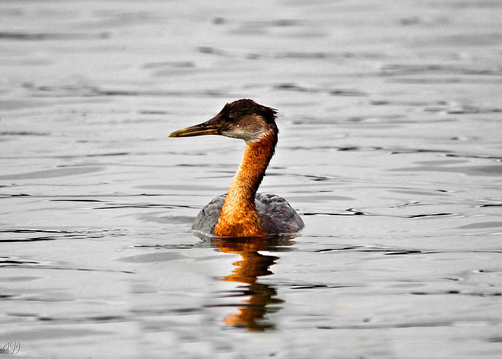 Red-necked Grebe