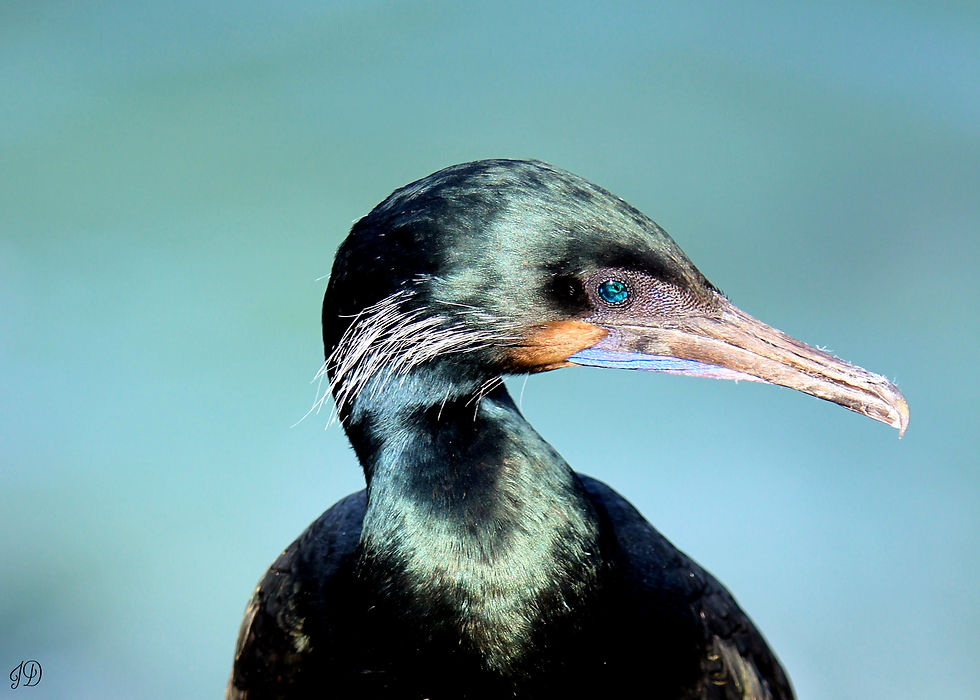 Cormorant Portrait