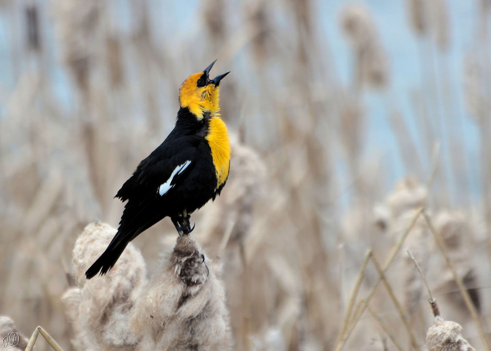 Yellow-headed blackbird