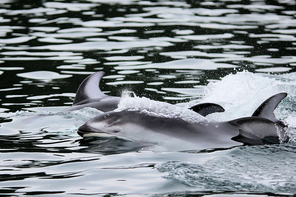 Dolphins