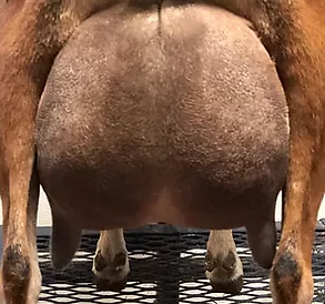 SleeN Udder.png