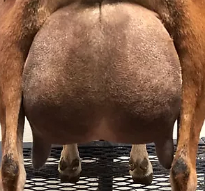 SleeN Udder.png