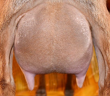 Armaghan Udder.jpeg