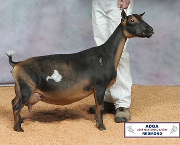 Wood Bridge Farm CountNBlessns RS.jpg