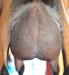 Skinny Chic Udder.jpg