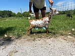IMG_6262.JPG