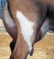 zipper-side-view-ff-udder-e1527780528472
