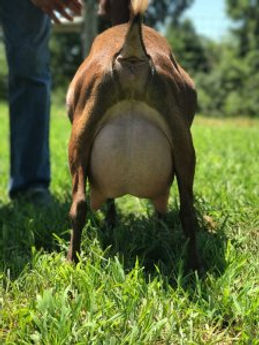 Joy-udder-225x300.jpg