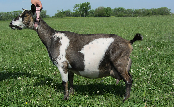 Left Side-Maxine.JPG