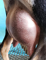 Peepshow Udder.jpg