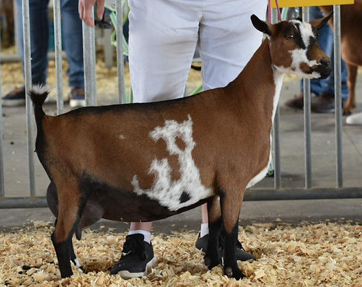 Memory Lane Show-RS_edited.jpg