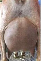 Gazelle Udder.jpg