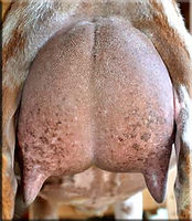 NDDoeOMFTa-Dah!Rear7thUd2.jpg