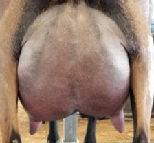 zipper-full-udder.jpg