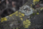 ree