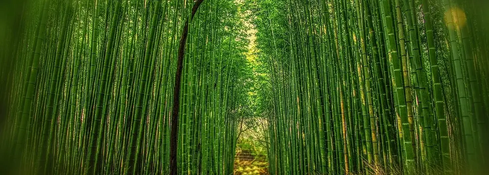 Bosque+de+Bambu.webp