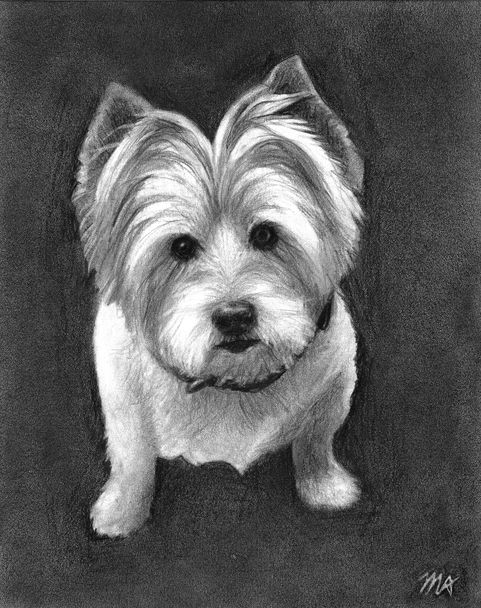Little Black Dog