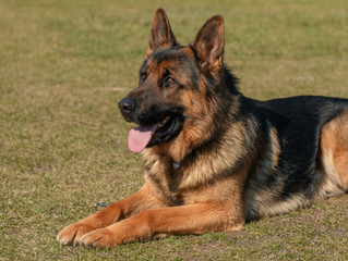 The German shepherd dog