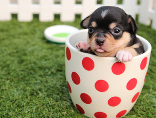 Pet feeding and exercise
