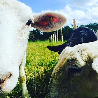 Sheep looking into the camera