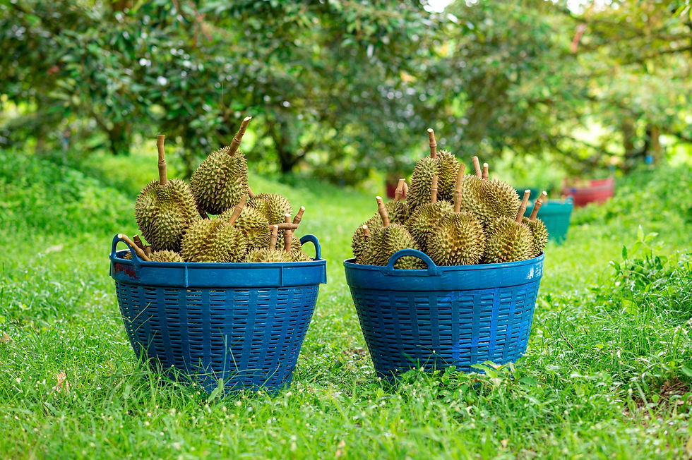 7. Durian Harvest 01.jpg