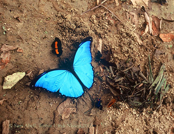 blue-morpho-butterfly.jpeg