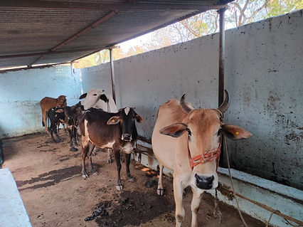 WhatsApp Image 2026-01-20 at 3.02.49 PM.jpeg