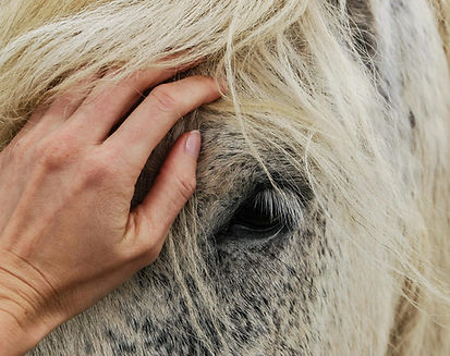 paarden-coaching-met-caro.jpg