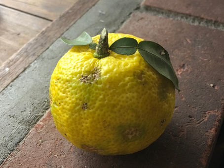 キッチンガーデン 柚子