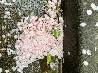 ムダな時間をともにして、人間は人間となった 山極寿一に学ぶ