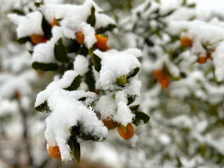 ナマケモノしんぶんをはじめよう