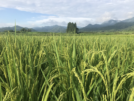 会津にオーガニックの風が吹く