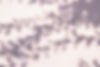 Branch Shadow_edited.jpg
