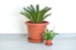 Plant Pots.jpg