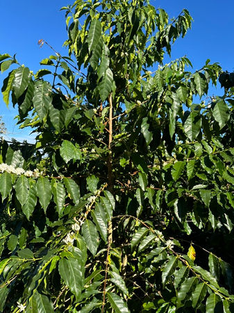Kona coffee cherries and leaves growing on the farm