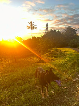Kaya German Shepherd at Straus Kona Farms