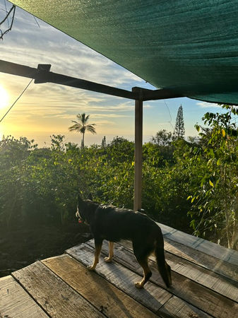 Kaya German Shepherd mascot of Straus Kona Farms