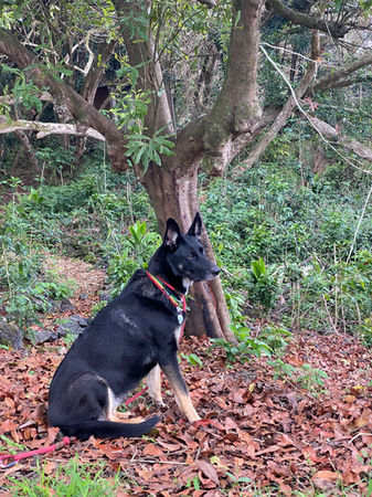 Black German Shepherd sitting on a forest trail