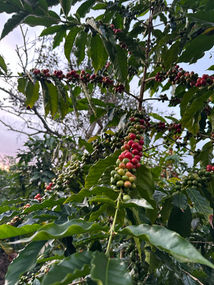 Kona coffee cherries growing on a coffee tree at Straus Kona Farms