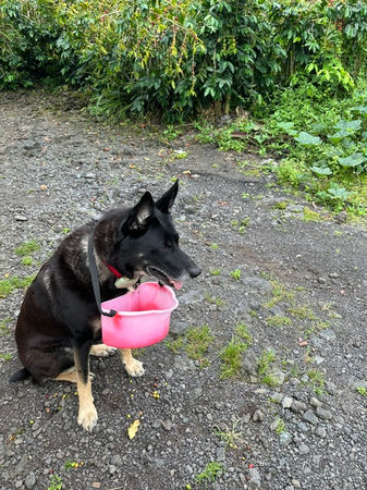 Kaya German Shepherd mascot of Straus Kona Farms