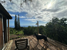 German Shepherd on a Kona coffee farm deck.