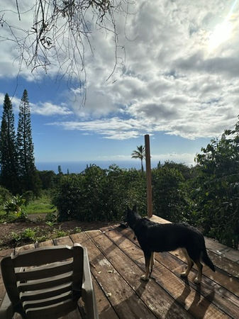 German Shepherd on a Hawaii Kona coffee farm deck.