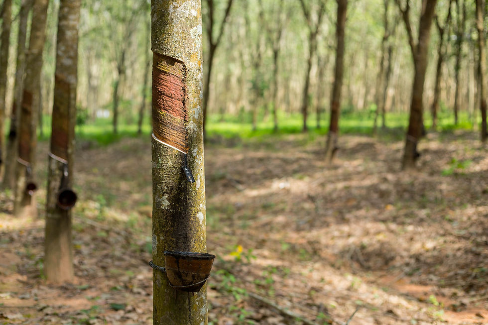 rubber-tree-plant-south-thailand.jpg