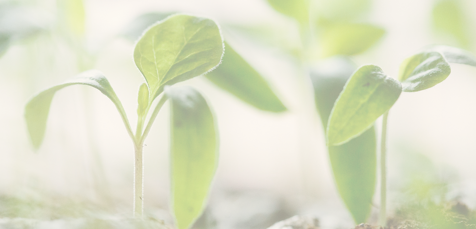 sprout background lighter.png