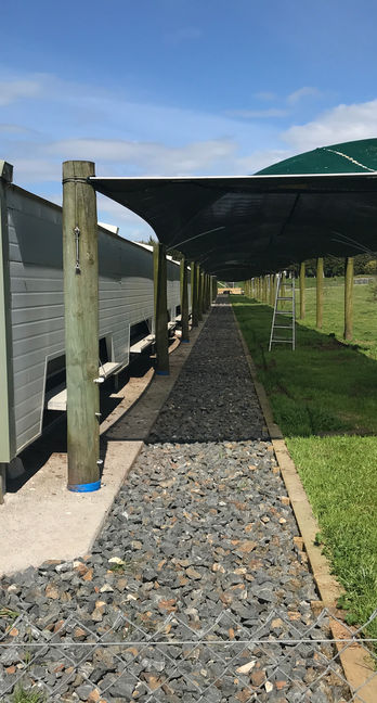 Tegel chicken farm showing outdoor shaded runs for free range chickens.