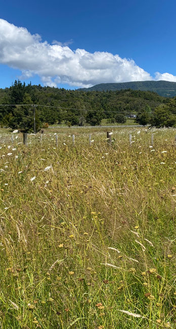 Field in Waima being investigated through a development feasibility by Project Apopo