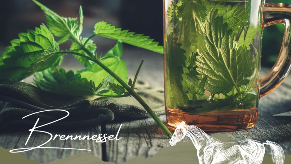 Pflanzenheilkunde für Pferde Brennnessel