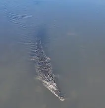 puraventura-crocodile-tarcoles-river-bridge.webp